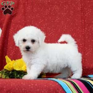 Salmon, Bichon Frise Puppy